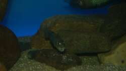 Sciaenochromis fryeri female