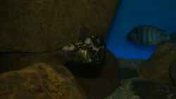 Nimbochromis livingstonii female