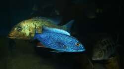 Sciaenochromis fryeri male