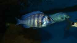Placidochromis sp. `phenochilus tanzania` female