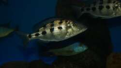 Fossochromis rostratus