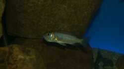 Sciaenochromis fryeri female