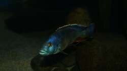 Nimbochromis livingstonii male