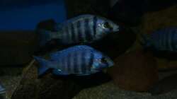 Placidochromis sp. ´phenochilus tanzania´