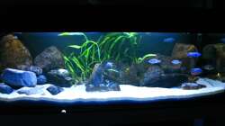 Oeli`s Non Mbuna Tank Dez. 2010