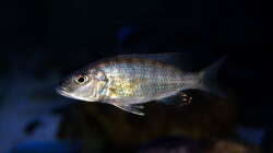 Sciaenochromis fryeri female