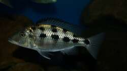 Fossochromis rostratus