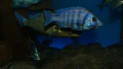 Placidochromis sp. ´phenochilus tanzania´ male