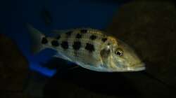 Fossochromis rostratus