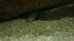 Sciaenochromis fryeri Nachwuchs