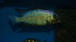 Fossochromis rostratus male