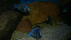 Placidochromis sp. ´phenochilus tanzania´