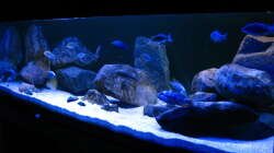 Oeli`s Non Mbuna Tank Okt. 2011