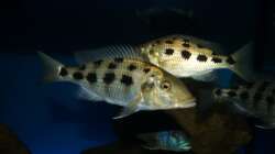 Fossochromis rostratus