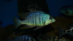 Placidochromis sp. ´jalo reef´ male