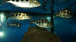 Fossochromis rostratus