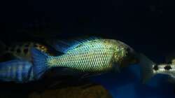 Fossochromis rostratus male