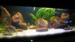 Oeli`s Non Mbuna Tank Jan. 2010