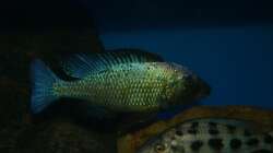 Fossochromis rostratus male