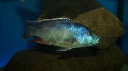 Nimbochromis livingstonii male