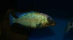 Fossochromis rostratus male