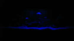 Frontalansicht Mondlichtbeleuchtung