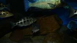 Fossochromis rostratus