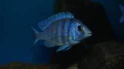 Placidochromis sp. ´phenochilus tanzania´ male