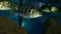 Fossochromis rostratus