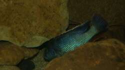 Nimbochromis livingstonii male