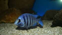 Placidochromis sp. ´phenochilus tanzania´ female