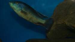 Nimbochromis livingstonii male