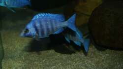Placidochromis sp. ´phenochilus tanzania´ male