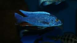 Sciaenochromis fryeri male