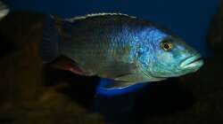 Nimbochromis livingstonii male