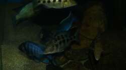 Fossochromis rostratus