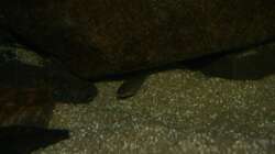 Sciaenochromis fryeri Nachwuchs