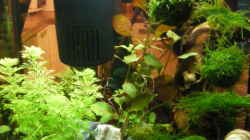Pflanzen im Aquarium Becken 12024