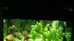 Aquarium Becken 12113