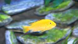 der Klassiker - Labidochromis yellow