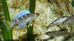 Cyprichromis leptosoma `Utinta`