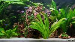 lange her (erste einrichtung)