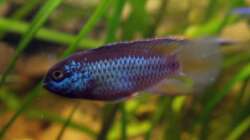 glänzender zwergbuntbarsch