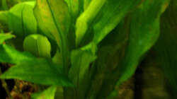 Pflanzen im Aquarium south america - green hell