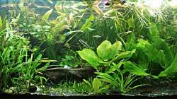 15.01.2012: Gesamtansicht, direkt nach der Pflanzenpflege