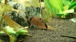 Schwarzrücken-Panzerwels