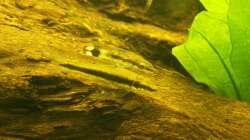 Siam. Rüsselbarbe und Ohrgitter-Harnischwels