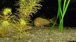 Schwarzrücken-Panzerwels