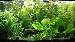 18.01.2012: Gesamtansicht, 2 Tage nach der letzten Pflanzenpflege