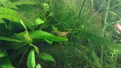 Macrobrachium Inlesee Burma